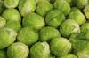 300 Seeds of Brussels Sprout Sanda - Vegetable Garden Vegetables - Reproducible Peasant Seeds - Semiwild