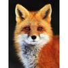 Новый 5D DIY алмазная живопись красная лиса Алмазная вышивка животные вышивка крестиком полная круглая дрель домашний декор ручной художественный подарок
