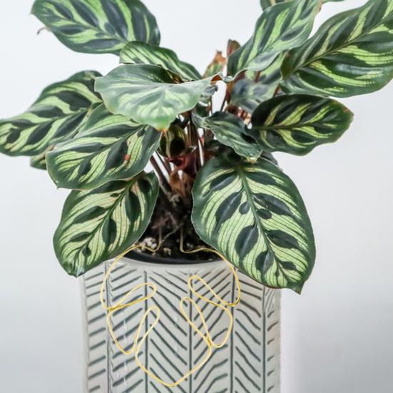 Подставка для растений в форме монстеры, нержавеющая, устойчивая к коррозии, простая установка, опора для горшечных растений, опорная стойка в форме цветка, опорная свая