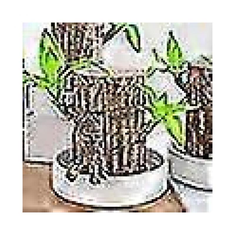 New Groot Green Plant Brazilian Wood Water Raise Lucky Wood Potted Small Tree People fast