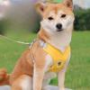 Dog Leash, Vest Reflective Pet Chest and Back Strap, Small and Medium-sized Dog Walking Leash, Anti-escape Dog Leash