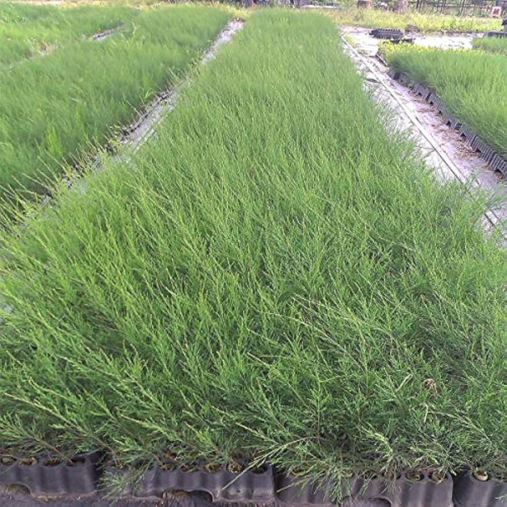 250g Ephedra Root Herbal Tea China Original Scented Tea Good Tea Natural Organic Flower Tea Green Food Without Additives Herb Tea