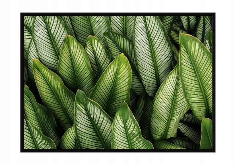 Picture poster In a frame 53x73 cm Leaves P1119