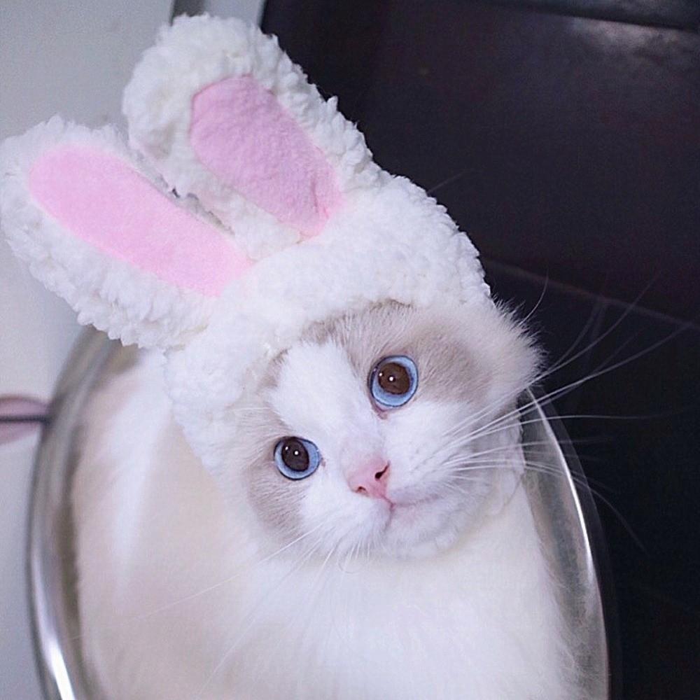 Soft Pet Hat Cute Dog Hat Pet Decorative Hat Cat Hat  Photo Taking