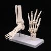 Anatomical Hand And Foot Skeleton Model Showing Ulna And Radius Portray Natural Movement Of Human Hand Foot