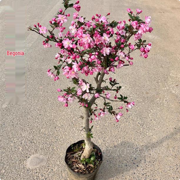 Chojukan Japanese Weeping Crabapple Bonsai Sapling for Courtyard Planting