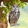 Owl Bird Repellent Bell Pendant Pastoral Orchard Bird Scare Pendant Outdoor Courtyard Decoration Wind Chime Garden Scarecrow