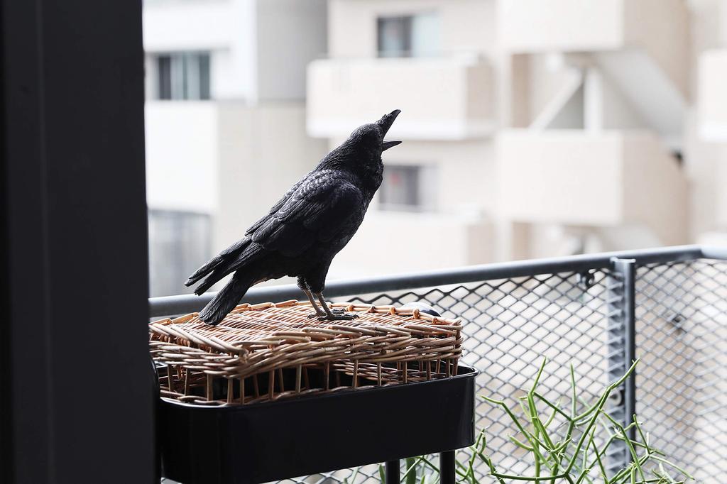 БАНК ПИТОМЕЦОВ ДЖУНГЛЬ ВОРОНА