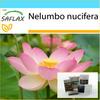 Подарочный набор - Священный индийский лотос - 8 семян - С подарочной коробкой, карточкой, этикеткой и субстратом для горшков - Nelumbo nucifera