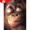 Алмазная вышивка Картина Обезьяна 5d Алмазная мозаика Животное DIY Алмазная картина