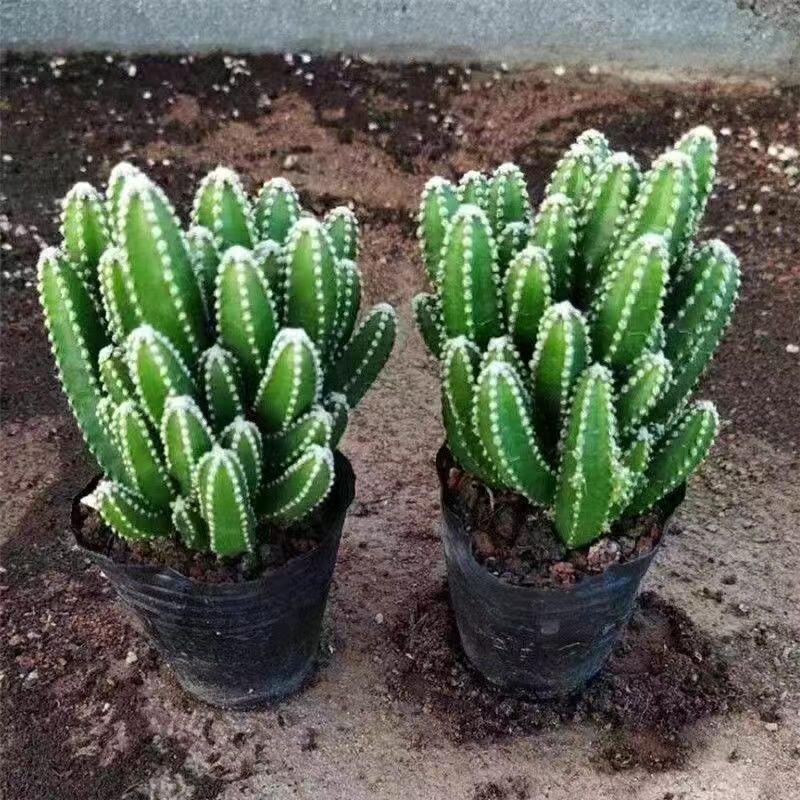 Layered Mountain Succulent: Green Cactus Money Tree for Indoor Spaces