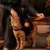 Cute Dog Clothes for Party Headless Horseman Cat Costume, Halloween 3D Funny Rider Pet Outfit with Pumpkin Comfortable Costume Accessory Lantern,