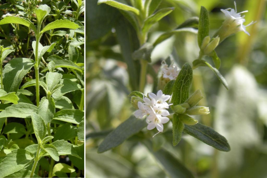 SAFLAX Garden in the Bag - Sweet Leaf of Paraguay - 100 семян - С субстратом в подходящем пакете - Stevia rebaudiana