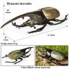 Oenux Big Size Insect Model Coleoptera Lucanidae Beetle Dynastes Hercules Action Figures Figurine Educational Kids Safe Toy