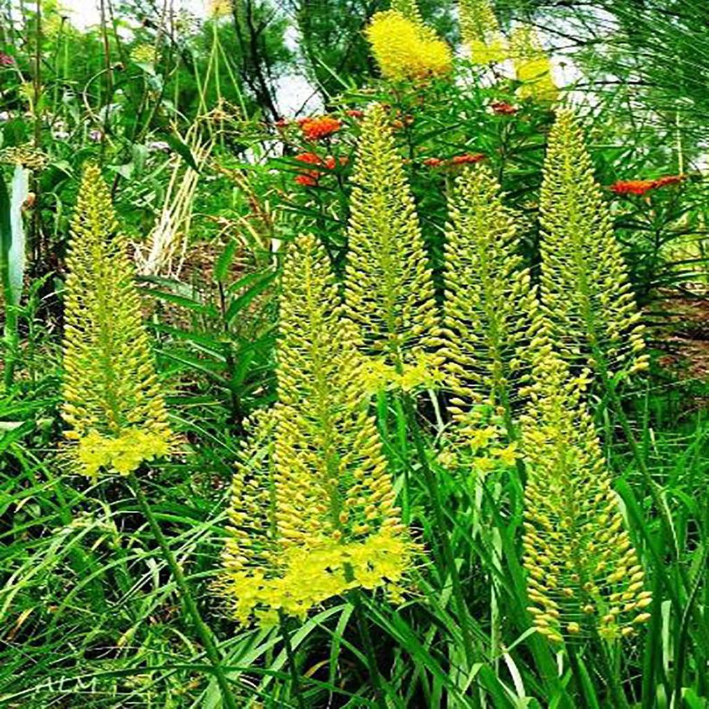 Садовые 100 шт. семена эремуруса лисохвост лилии луковицы выносливые многолетние декоративные растения