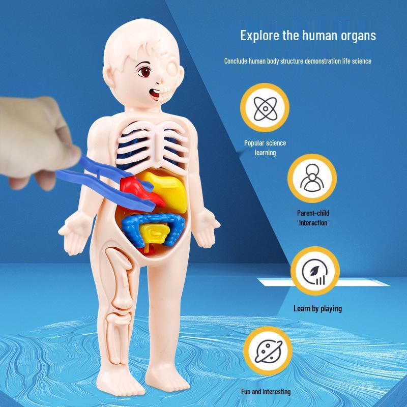 Сделай сам Образовательная модель человеческого органа для детей
