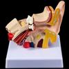 Professional Human Ear Model Anatomy PVC Plastic Anatomical Ear Model for Science Classroom Study Display