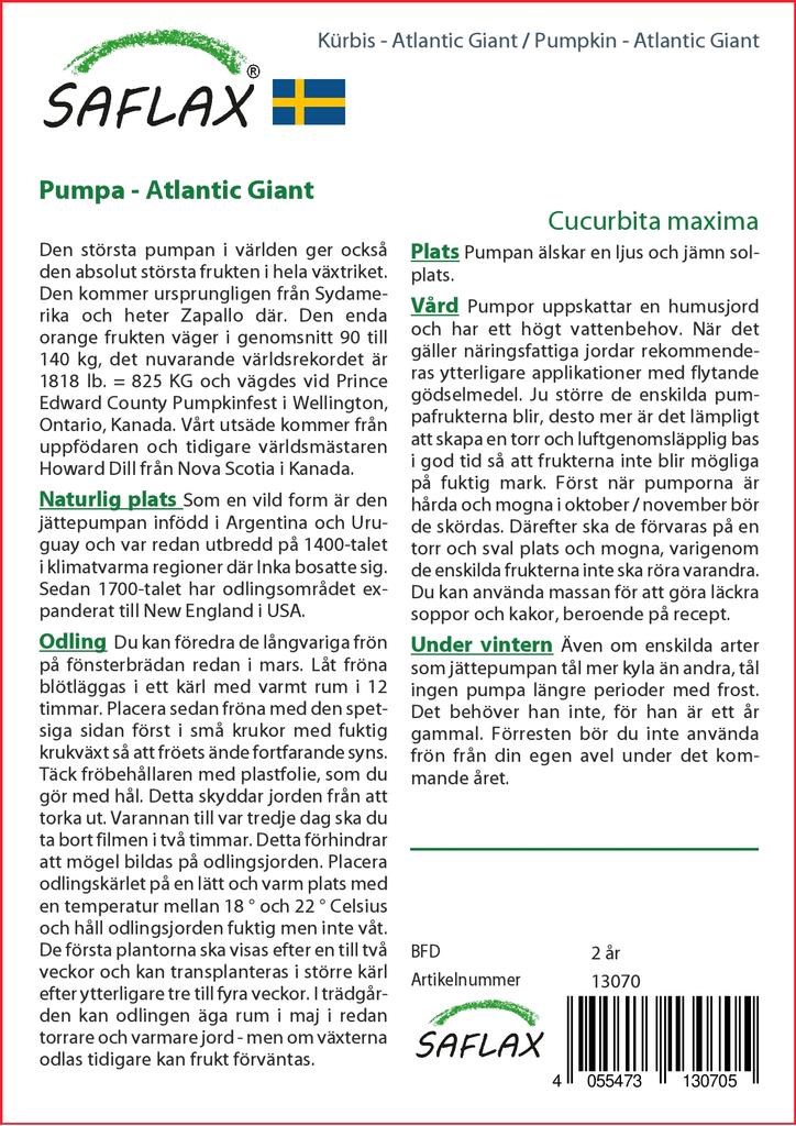 SAFLAX Тыква - Атлантический Гигант - 7 семян - Cucurbita maxima