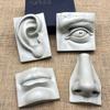 Эскизы моделей plaster-портретов черт человеческого лица Учебные пособия Художественные принадлежности Портреты головы из смолы Сплошной разрез