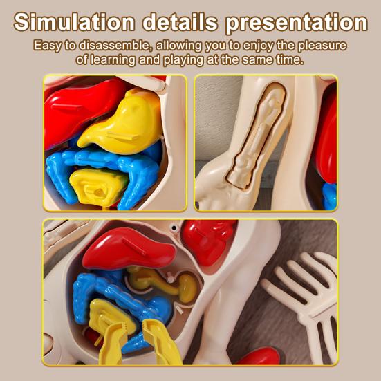 Kids Human Body Model with Tweezes Educational Body Structure Internal Organ Learning Toy Body Parts Assembly Kit 3D Anatomy Physiology Study Tool