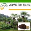Chinese Windmill Palm - 10 Seeds - With Potting Substrate for Better Cultivation - Chamaerops Excelsa
