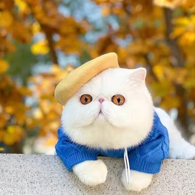 1 шт., берет из шерсти для собак, красочная шляпа для домашних животных, декоративный мемориальный головной убор для домашних животных, роскошные головные уборы