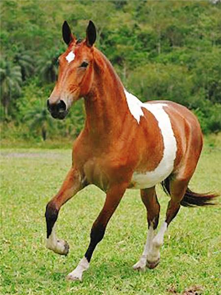 Алмазная картина лошадь картина из стразов полная квадратная алмазная вышивка животное вышивка крестом мозаичный декор для дома