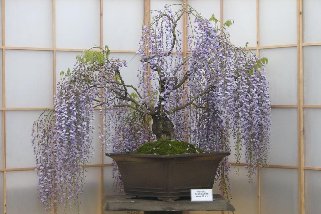 SAFLAX Бонсай - Дерево глицинии африканской - 15 семян - С горшечным субстратом для лучшего выращивания - Bolusanthus speciosus