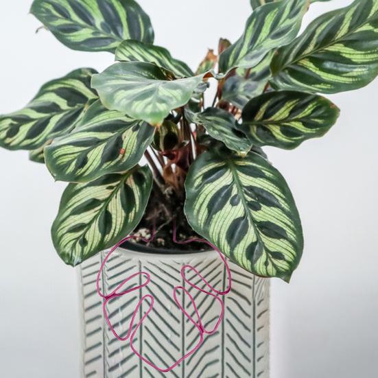 Подставка для растений в форме монстеры, нержавеющая, устойчивая к коррозии, простая установка, опора для горшечных растений, опорная стойка в форме цветка, опорная свая