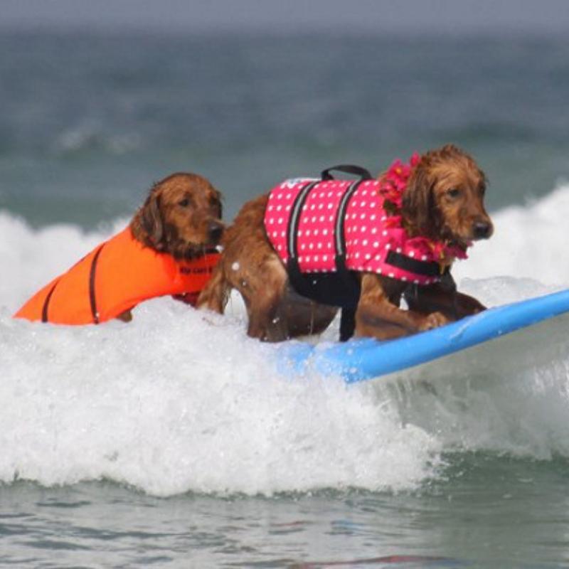 Dog Swimsuit Summer Outdoor Reflective Buoyancy Pet Play Water Safety Training Life Jacket Full Size Sportswear Pet Supplies