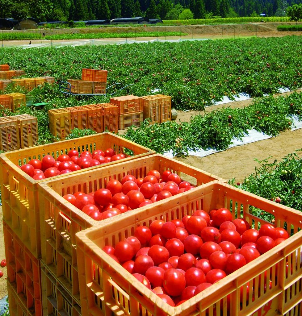 Томатный сок Kagome Centennial Quality 190 г x 30 бутылок