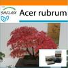 Garden in the Bag - Бонсай - Красный клен - 20 семян - С субстратом в подходящем мешке - Acer Rubrum