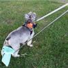 Extendable Handle Pet Poop Scooper Foldable Cat Cleaning Tool Dog Waste Picker  Outdoor