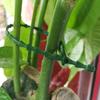 13/17/23cm Adjustable Plastic Plant Cable Ties Reusable Shrub Fastener for Garden Tree Climbing Support Vine Tomato Stem Clip