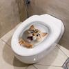 WC 3D Наклейка на унитаз Водостойкая Наклейка на крышку унитаза Новинка Креативная Забавная Наклейка на сиденье унитаза Наклейка с изображением белки Украшение