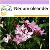 Олеандр - 50 семян - Nerium oleander