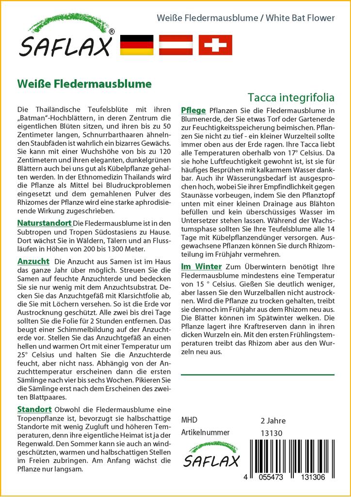 SAFLAX Белый цветок летучей мыши - Tacca integrifolia, 10 семян.