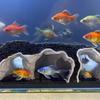 Aquarium Cave Tunnel Under Gravel Fish Hideout Fish Tank Decoration Natural Curve Hideout for Pleco Shrimp Corydoras Catfish