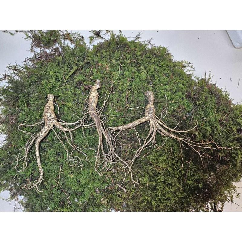 Donguibogam Camphor Ginseng, 10 Roots of 7-8 Year Old roots/KRW 30,000, Wild Ginseng, Natural Sprouts, Lunar New Year, Chuseok, General Packaging