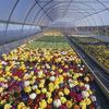JNL Transparent Insulation & Rainproof Aquaculture Film