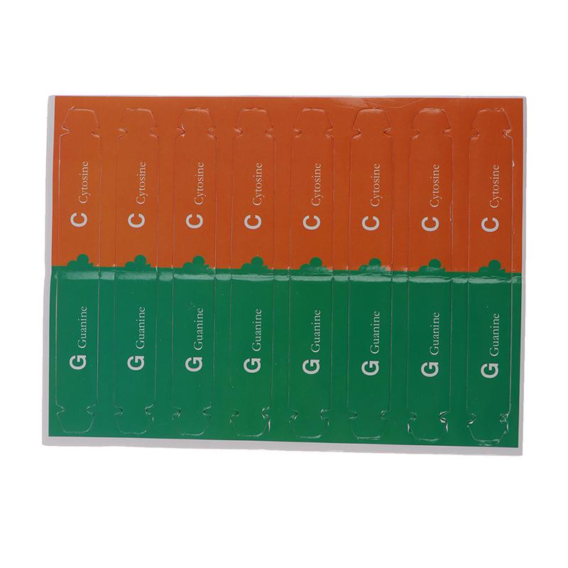 Человеческие гены ДНК модели двойной спирали научные игрушки преподавание обучения образовательная игрушка