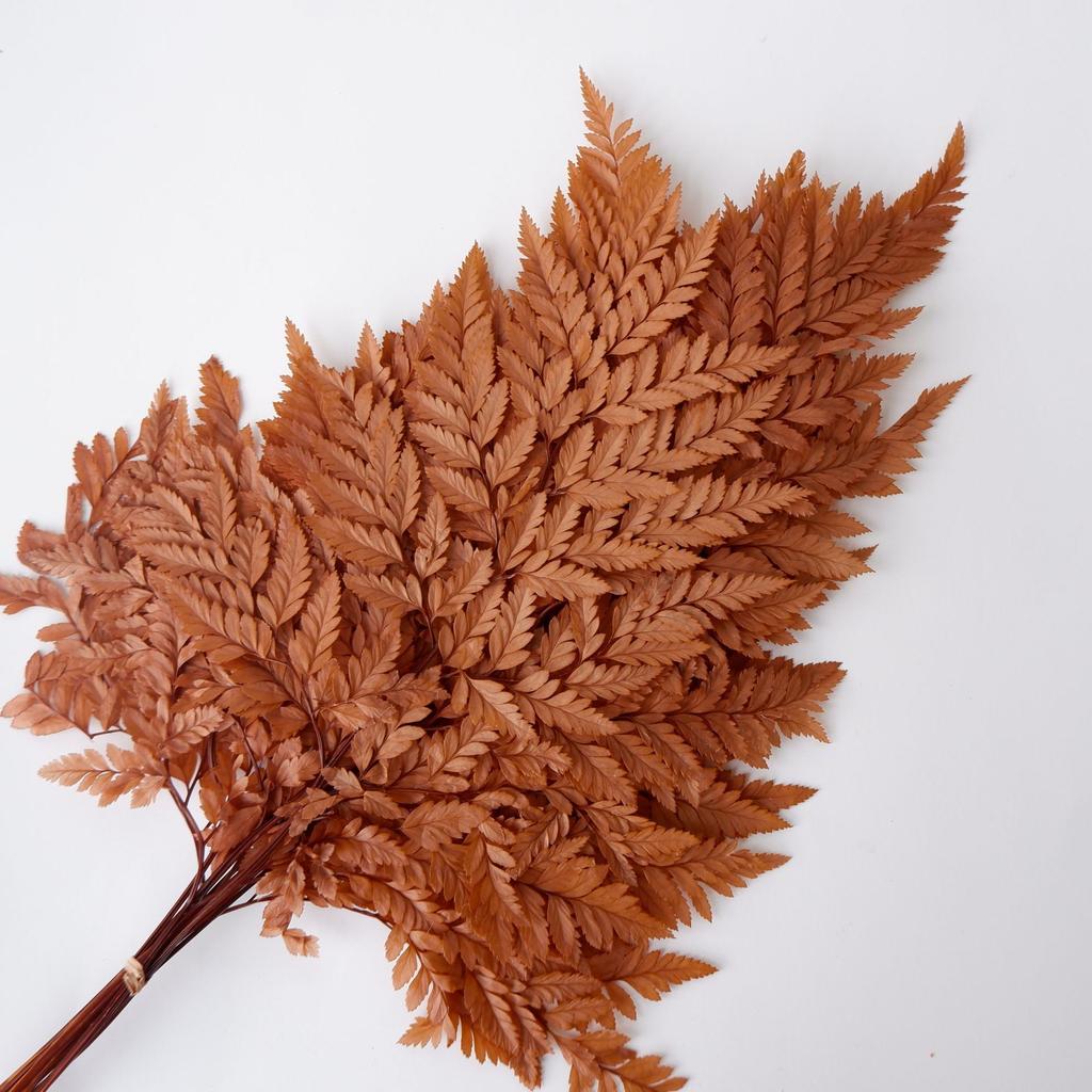 Eternal Alpine Fern Golden Alpine Fern Leaf Immortal Flower Dried Flower Bouquet Wedding Decoration With Grass