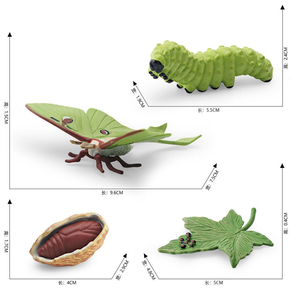 Реалистичная ПВХ Модель Цикла Роста Лунного Мотылька из 4 Частей Детализированный Набор Фигурок для Демонстрации