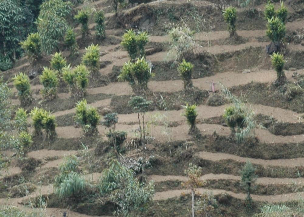 SAFLAX Garden in the Bag - Кардамон - 20 семян - С субстратом в подходящем пакете - Elettaria cardamomum