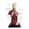 Модель туловища человека, медицинская модель анатомии туловища человека, 6 шт., съемные органы, изучаемая структура человеческого тела, образовательный реквизит для дома и школы