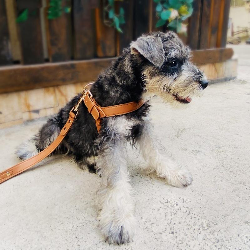 Y shaped leather pet harness for cat and small dogs metal accessories dog harness with leash set no pull light weight pet vest
