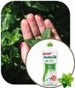 Ludwik Do Mycia Naczyń 500 Ml /450G Mięta
