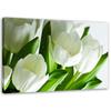 Canvas Print White Tulips Flower