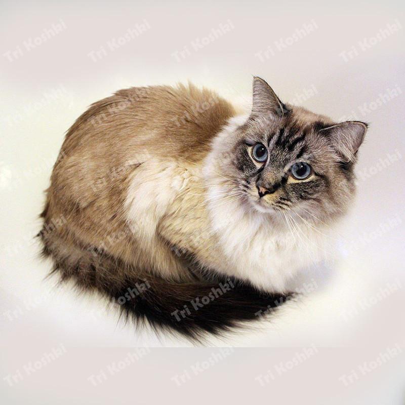 Три кошки RC035 Аниме Собака Рагдолл Наклейка Водонепроницаемая ПВХ Декор Дверь Гостиная Детская Комната