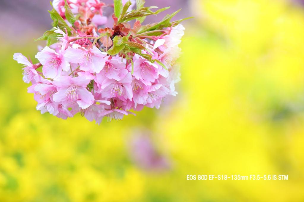 Refurbished Canon EOS 80D Digital SLR Camera, Black